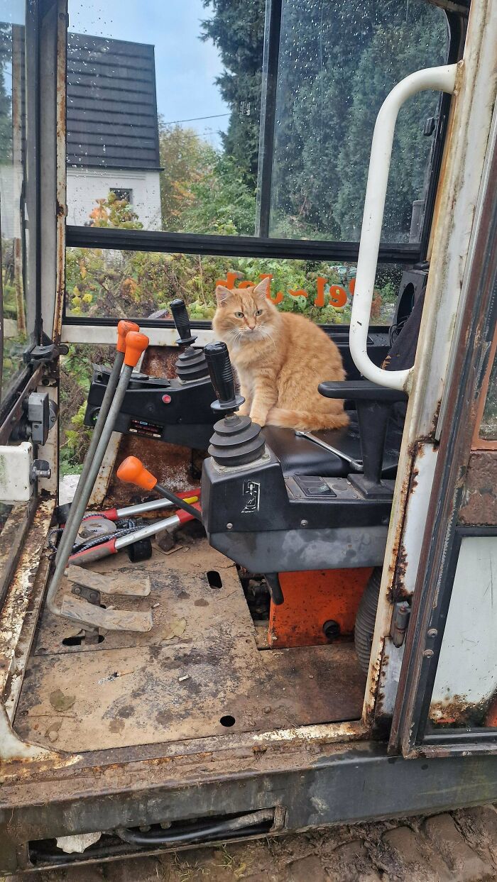 Ginger cat sitting in control cabin of rusty heavy machinery, showing cute feline employee on the job.