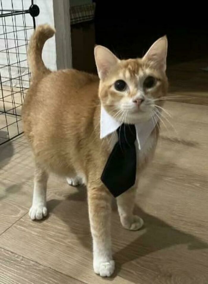 Orange and white feline employee wearing a black tie and white collar standing on a wooden floor looking up.