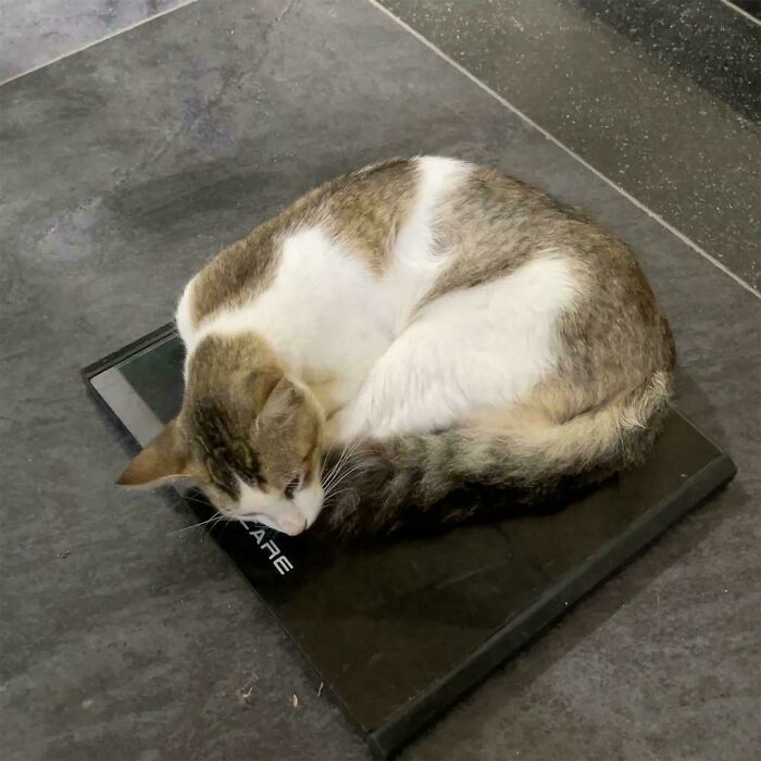 A cute feline employee curled up and sleeping on a black digital scale on a tiled floor.