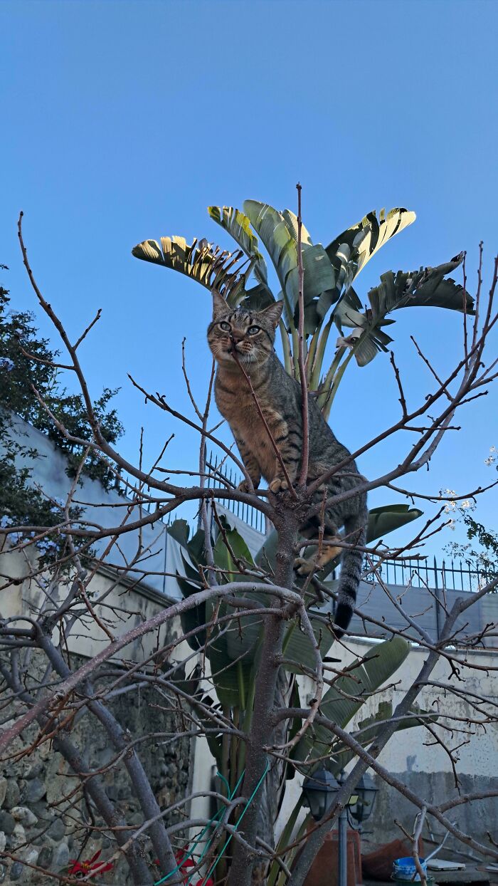 Tabby cat perched in a tree outdoors with clear blue sky, showcasing one of the cutest feline employees.