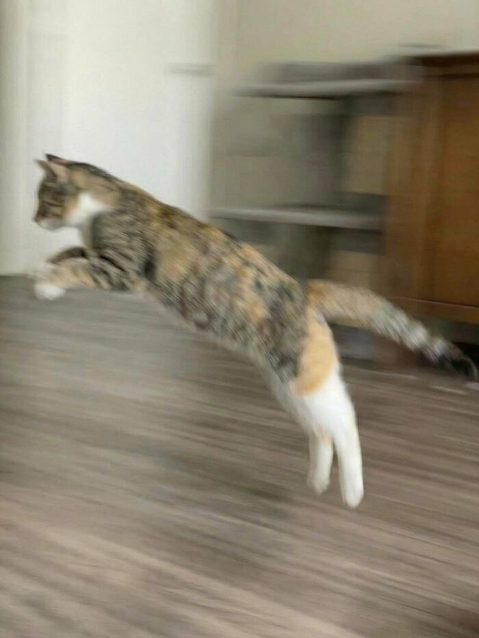 A feline employee mid-leap indoors, showcasing the playful and cute nature of cats deserving a raise.