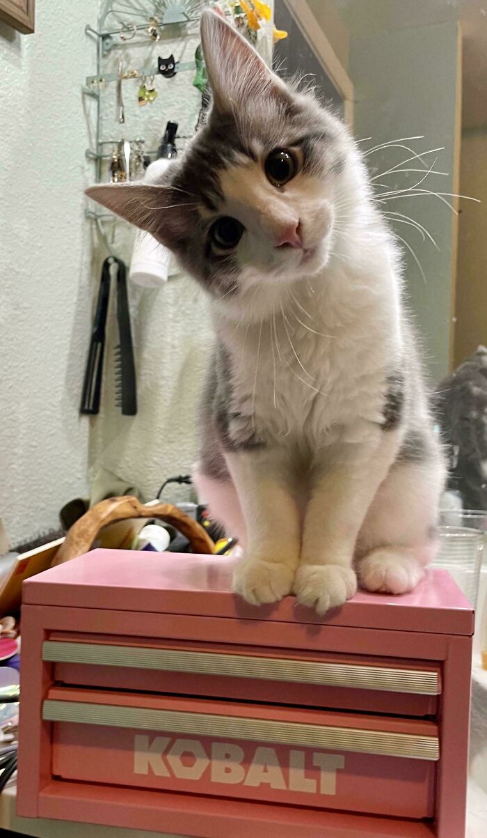 Cute feline employee sitting on a pink Kobalt toolbox, tilting head with curious big eyes in a home setting.