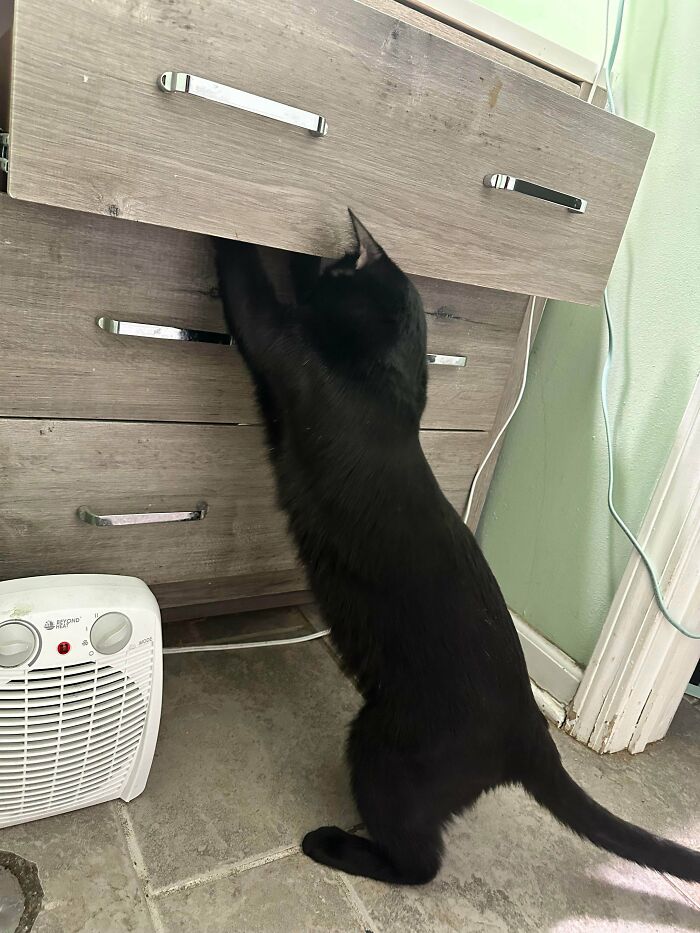 Black cat standing on hind legs, pawing inside a partially open wooden drawer in a home setting.