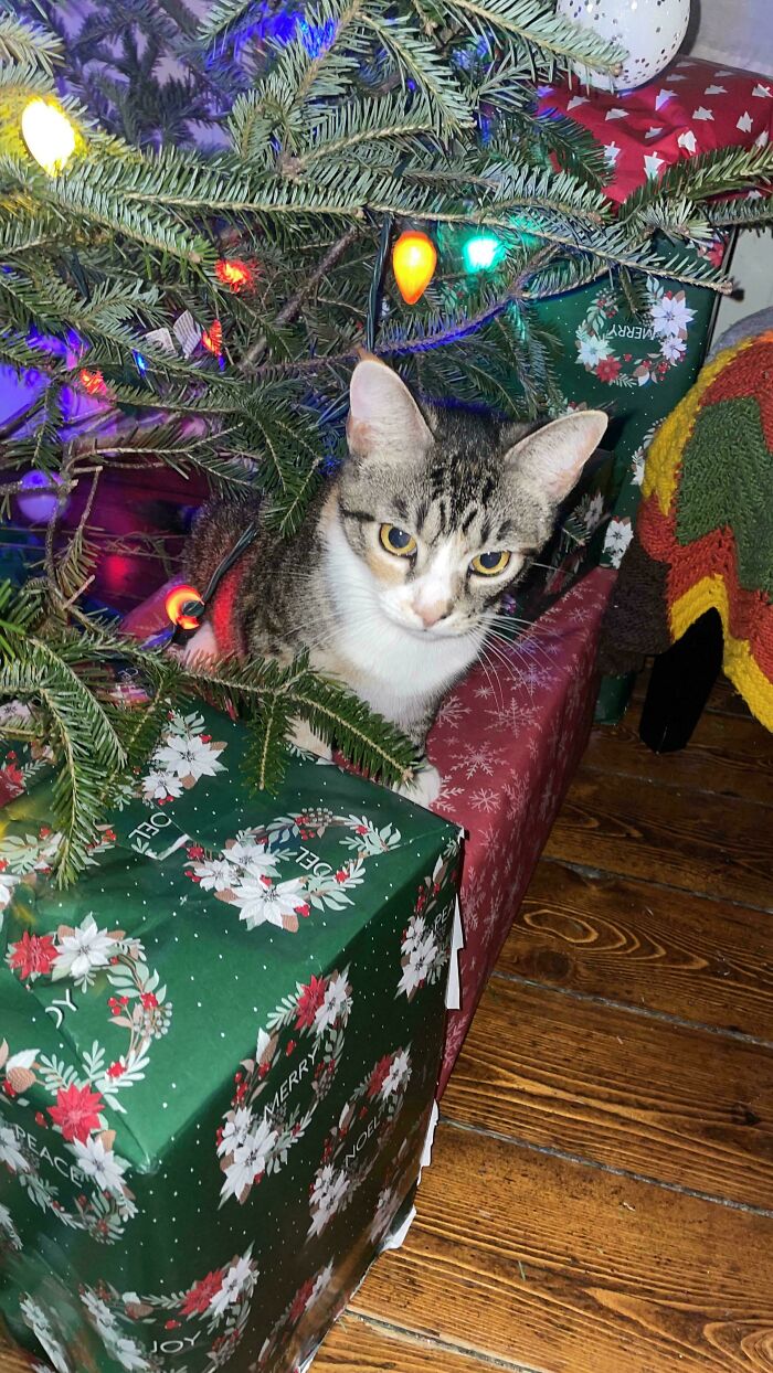Tabby cat under a decorated Christmas tree with colorful lights and festive wrapped presents on a wooden floor.