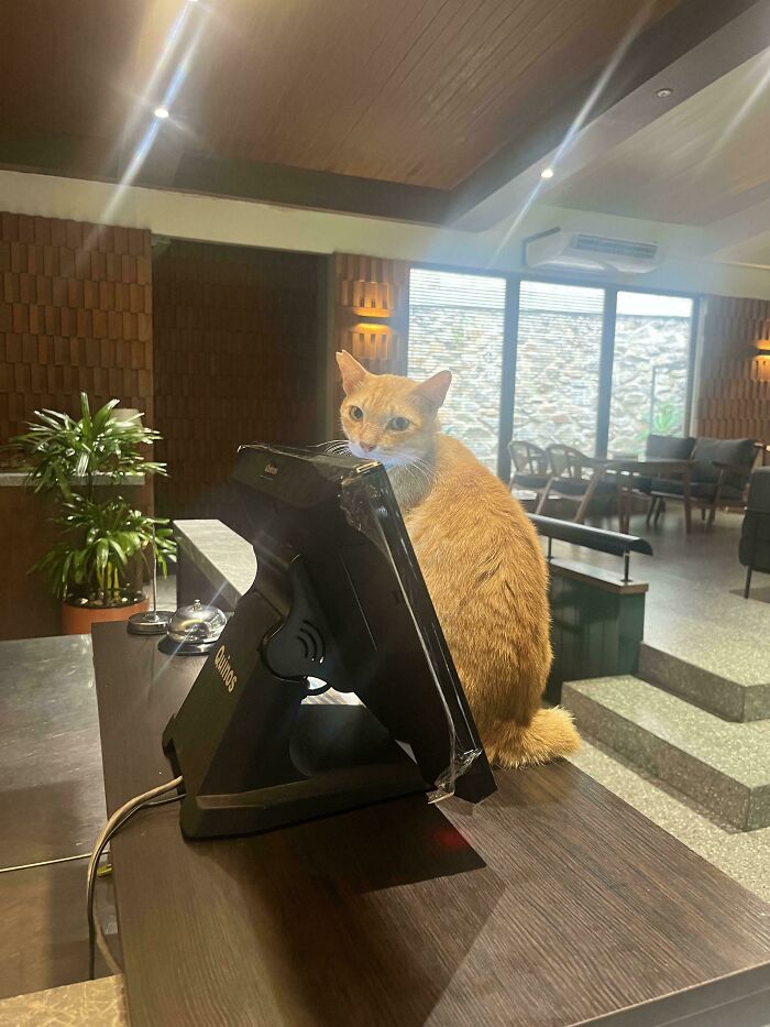 Orange cat acting as a feline employee sitting behind a desk with a monitor in a modern office space.