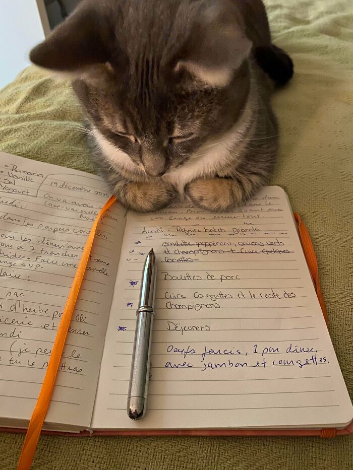 Cute feline employee looking at an open notebook with a pen, showcasing adorable work-ready cat vibes.