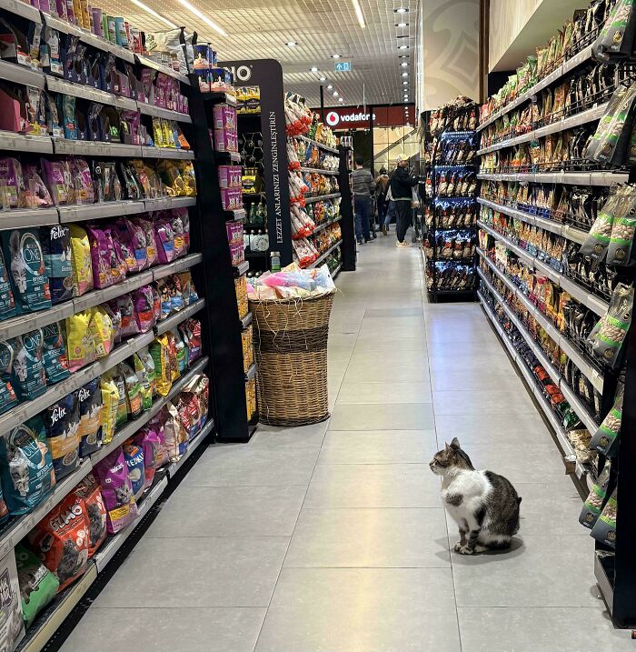 Cat sitting in a pet store aisle surrounded by shelves of colorful feline food and products, showing cute feline employees.