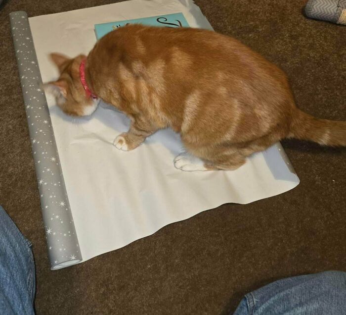Orange tabby cat with a pink collar curiously inspecting wrapping paper on a brown carpet indoors.