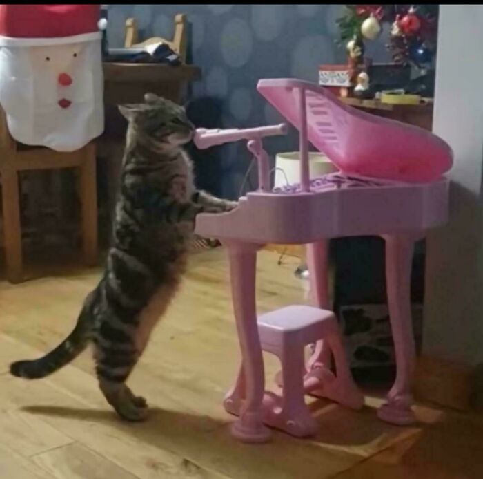 Tabby cat standing on hind legs playing a pink toy piano, showcasing adorable feline employees with cute and playful behavior.