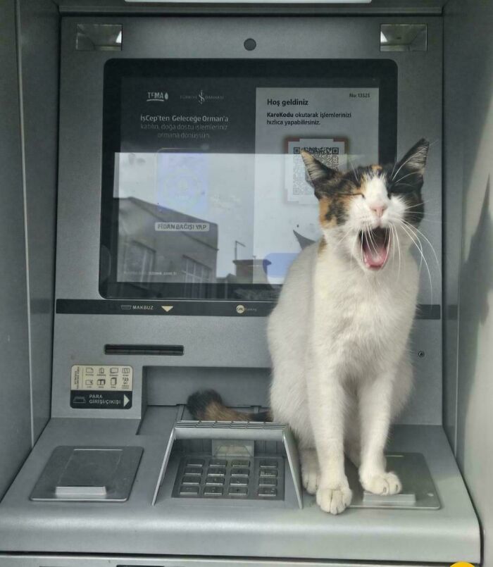 Calico cat yawning while sitting on an ATM machine keypad, showcasing one of the cutest feline employees.