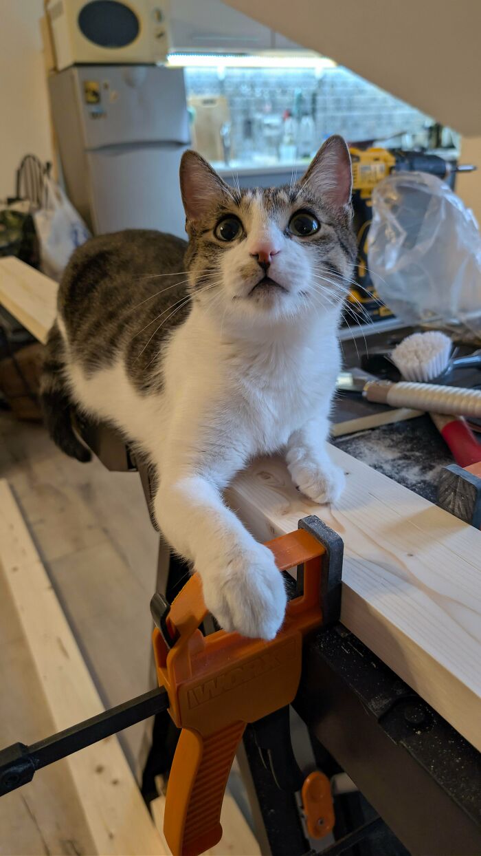 A cute feline employee with wide eyes holding a clamp on a wooden workbench in a workshop setting.