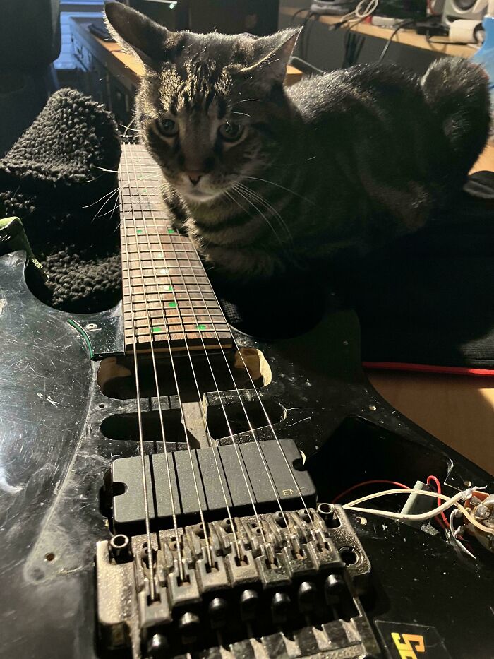 Tabby cat sitting on a black electric guitar, showcasing adorable feline cuteness and charm.