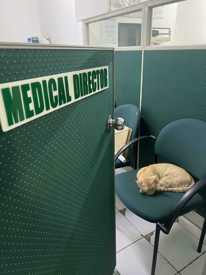Sleeping orange cat curled up on a chair inside an office with a Medical Director sign on the door, showcasing feline employees cuteness.