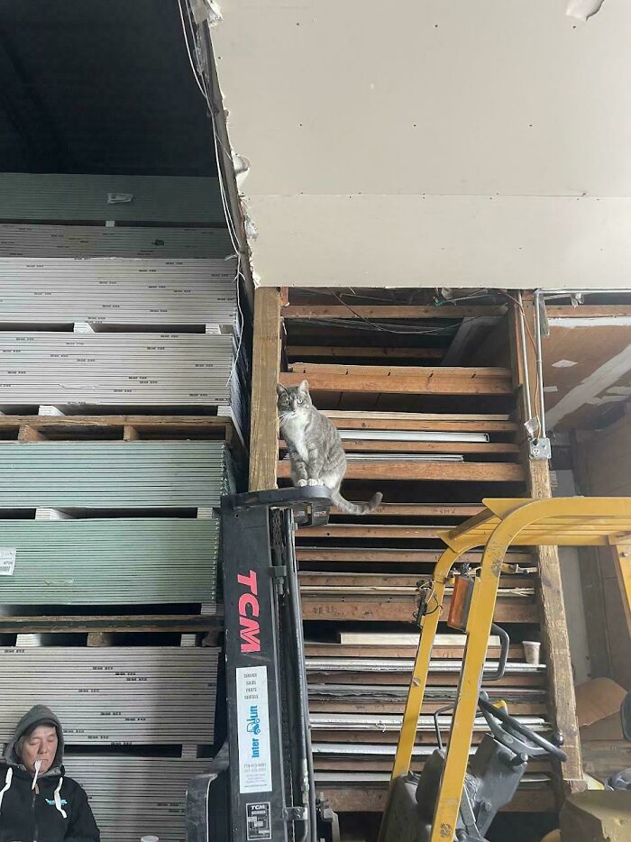 Gray cat sitting on a forklift inside a warehouse, one of the feline employees who deserve a raise for being this cute.