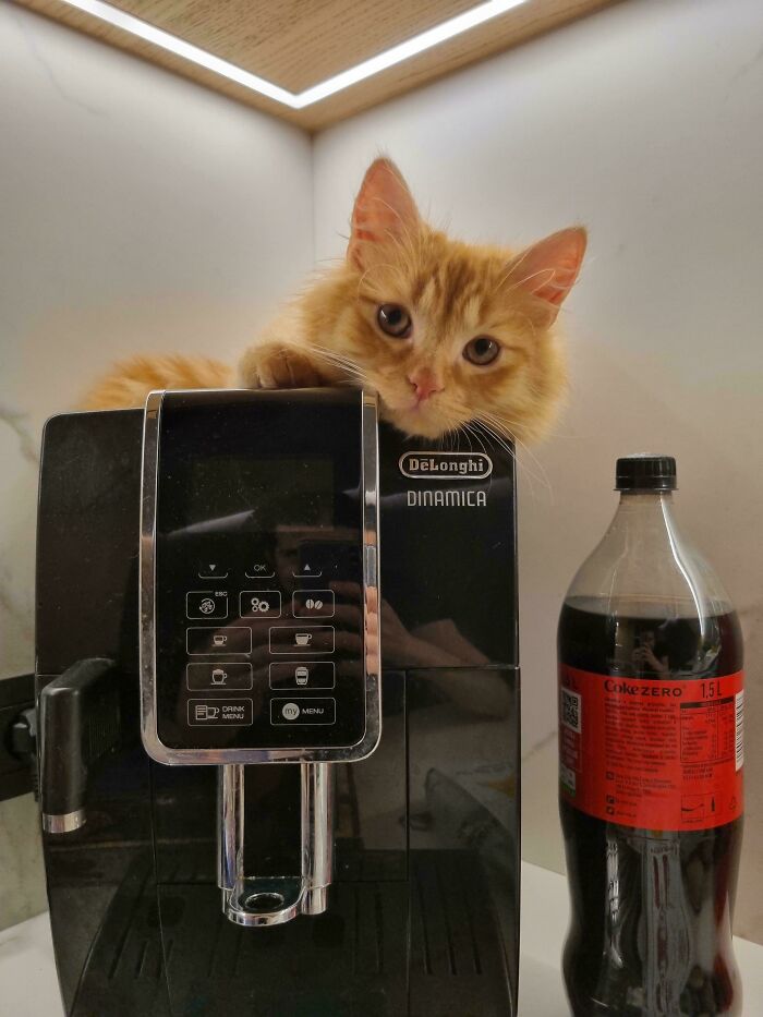 Orange feline employee resting on a coffee machine next to a bottle of Coke Zero, looking cute and curious.