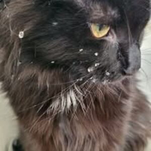 susanne_katharina_herscheid avatar