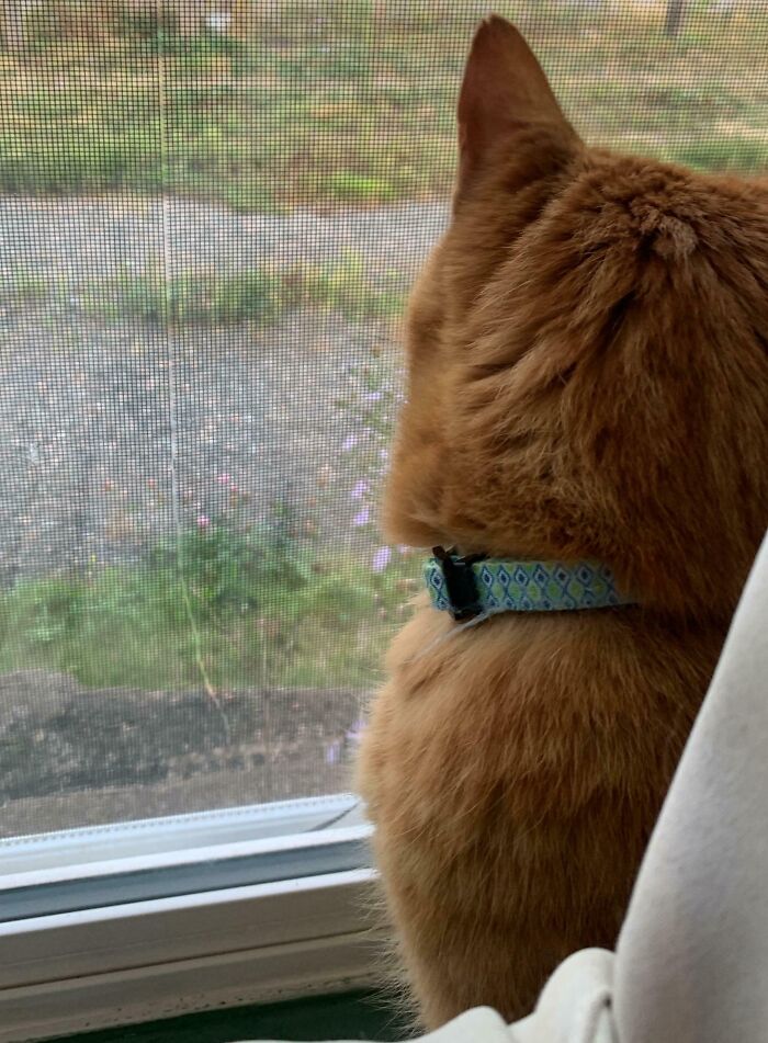 Ginger cat with patterned collar sitting at a window screen, back turned, next-level jerks