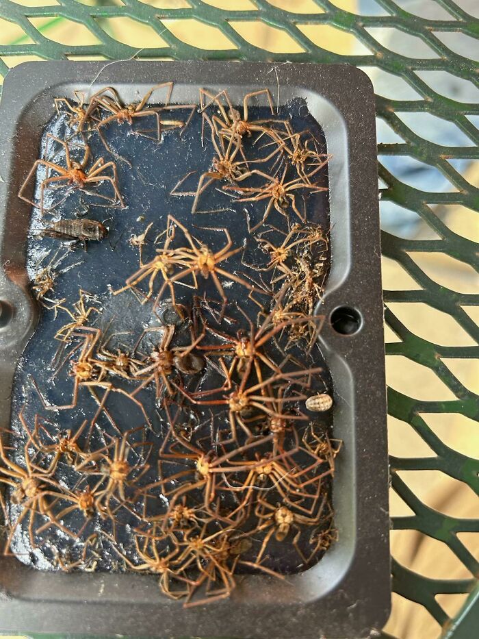 Multiple small brown spiders caught on sticky trap placed on a green metal table, illustrating scary posts shared online.