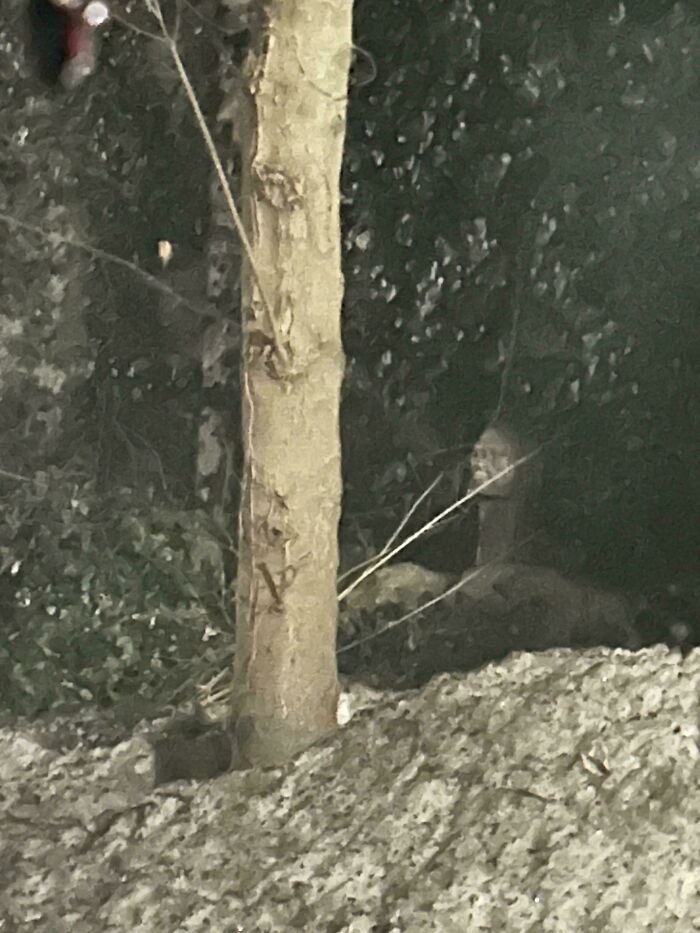 Faint eerie figure lurking behind tree in dark forest, one of the scariest posts shared online.