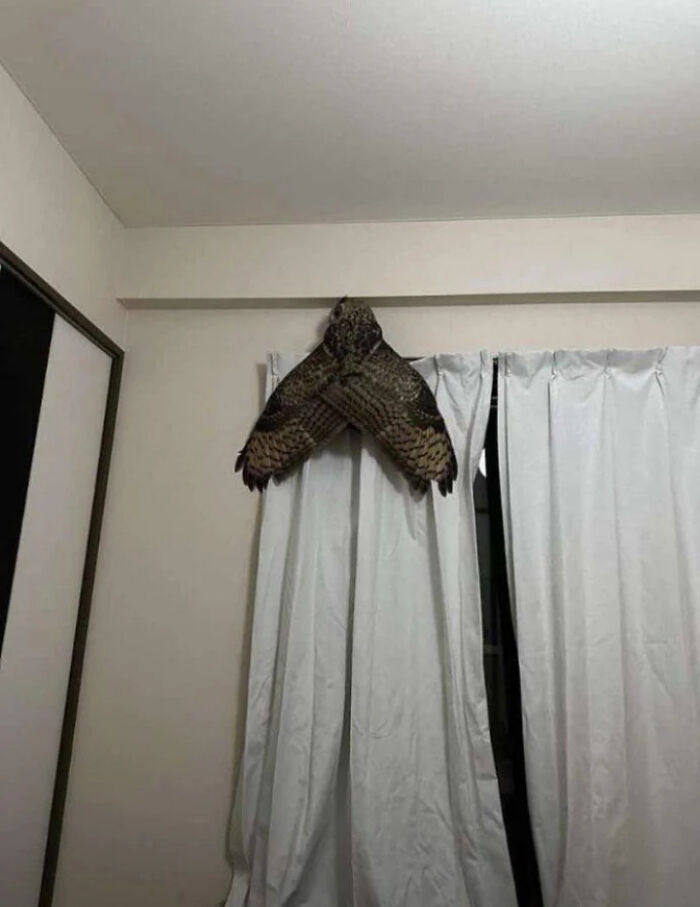 Large owl perched on a curtain rod inside a room creating a creepy and scary post shared online.