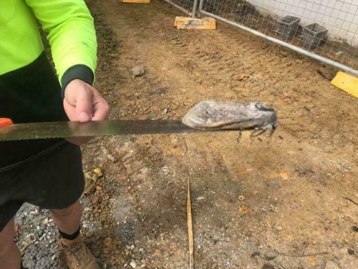 Persona con camisa verde sostiene un insecto extraño que parece un poste aterrador que hace cuestionar la realidad.