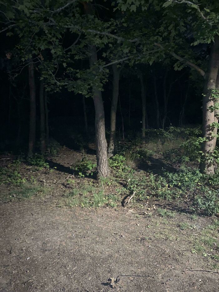 Dark forest at night with faint glowing eyes in the distance, creating one of the scariest posts shared online.