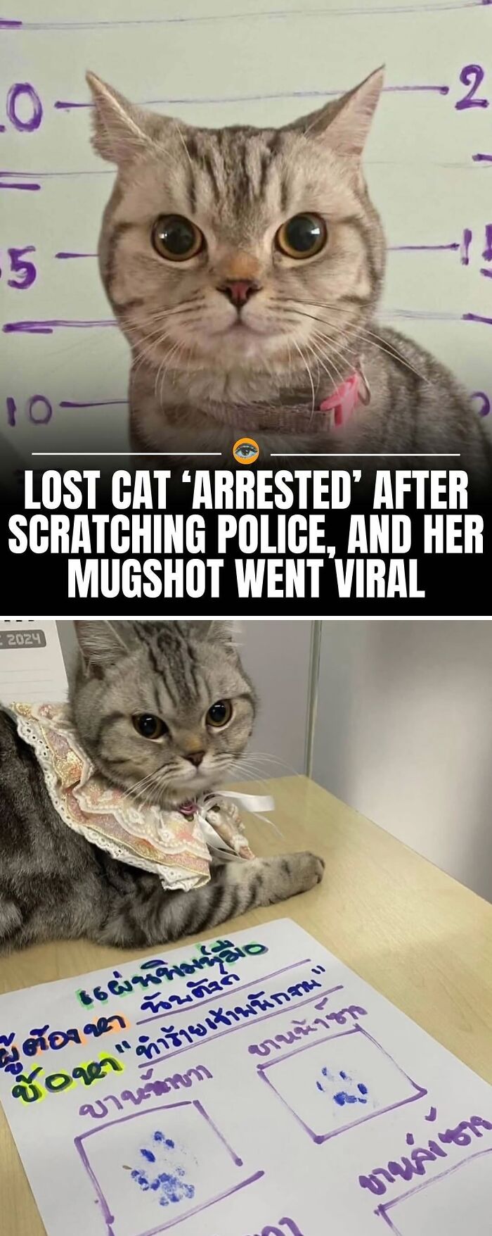 Lost cat mugshot goes viral after scratching police in lighthearted facts and pics collection.