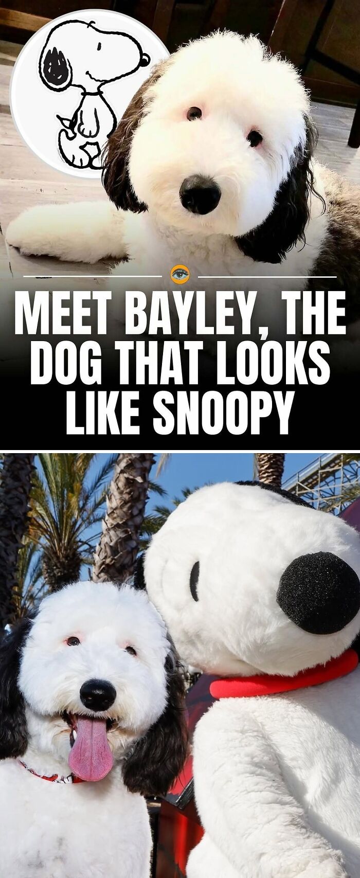 Dog that looks like Snoopy lying indoors and posing next to a Snoopy mascot with an intriguing story.