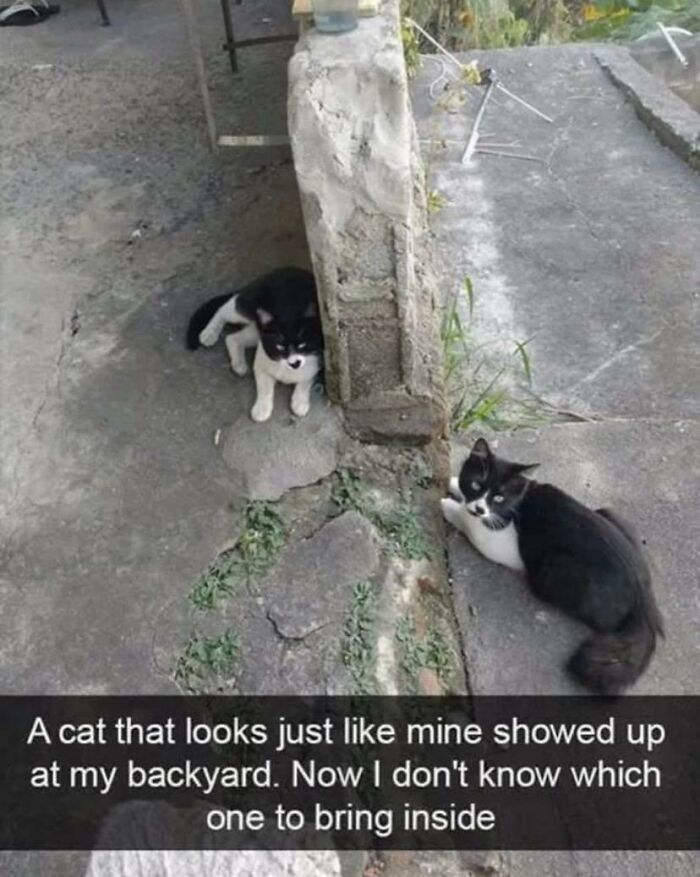 Two identical black and white cats divided by a concrete post in a backyard, glitches in the matrix