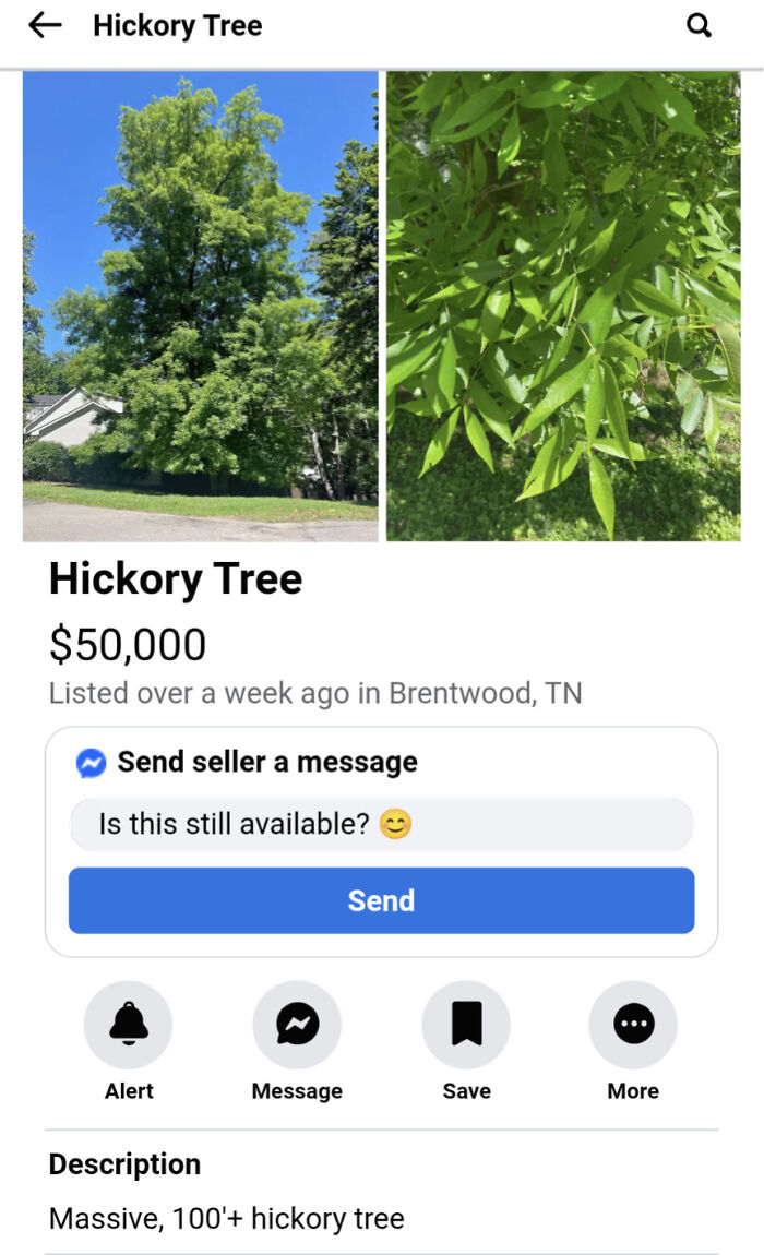 Hickory tree listed for $50,000 on marketplace, example of unhinged things sold online