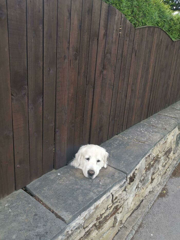 Glitches in the matrix - golden retriever head poking over stone wall through wooden fence, resting by sidewalk