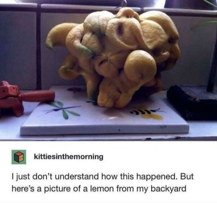 Surreal multi-lobed lemon on tile with caption, evokes glitches in the matrix