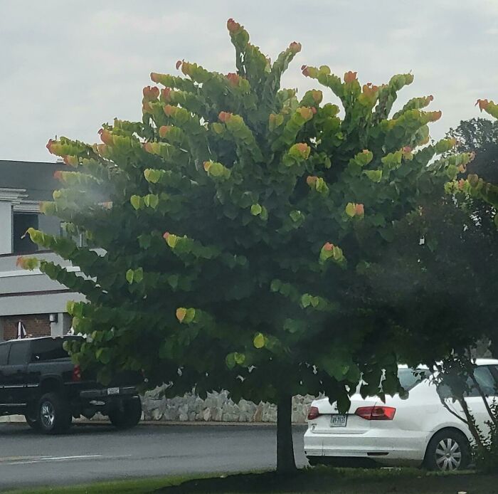 Tree with heart-shaped green and yellow leaves by parked cars, evoking glitches in the matrix