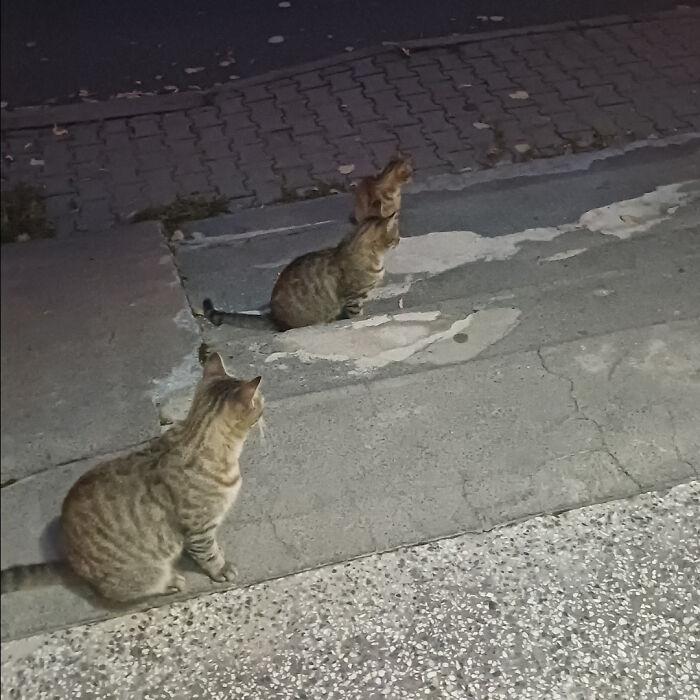 Two tabby cats on c*****d sidewalk at night, odd mirrored poses suggesting glitches in the matrix