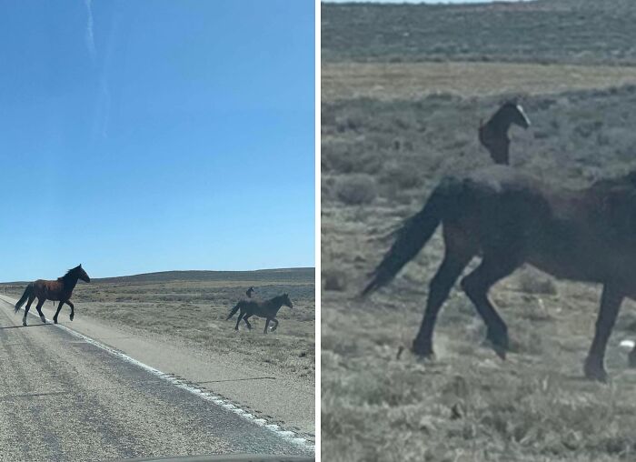 Wild horses crossing a deserted road with an optical illusion of a detached head, glitches in the matrix