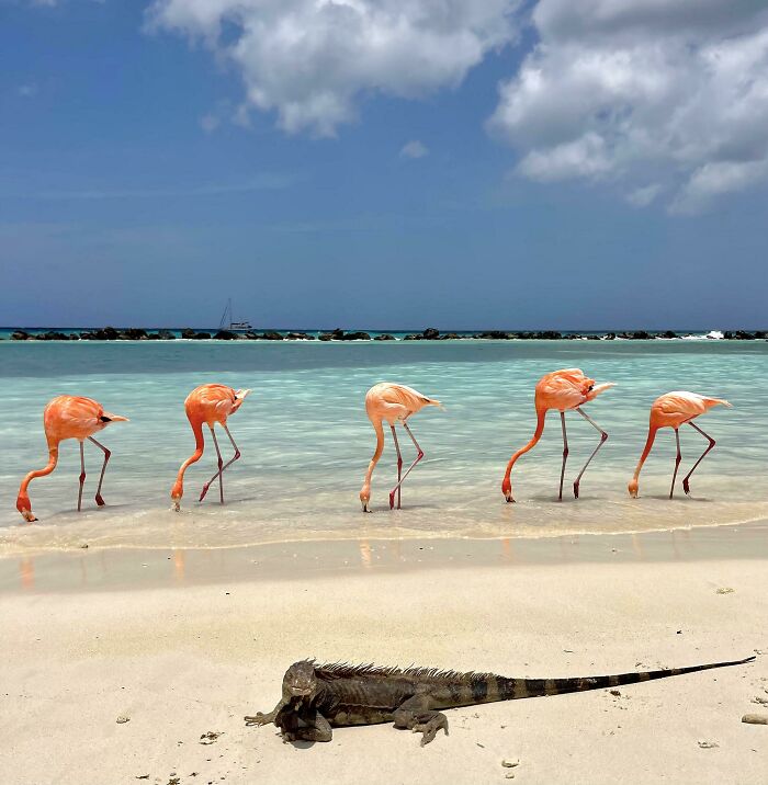 A group of flamingos wading in clear water near a beach with an iguana resting on the sand, showcasing impressive nature scenes.