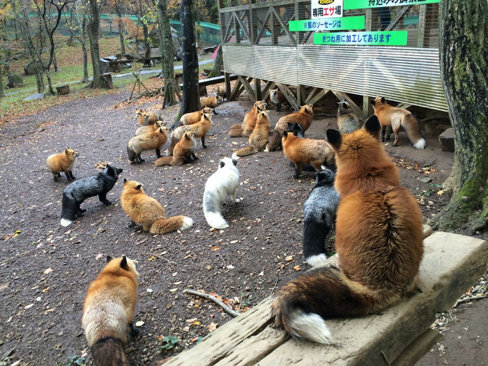 A large group of foxes gathered in an outdoor wildlife park, showcasing impressive animal interaction in nature.