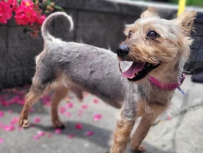 Neglected Yorkie after miraculous makeover, happy groomed small dog wearing pink collar standing on pavement near flowers