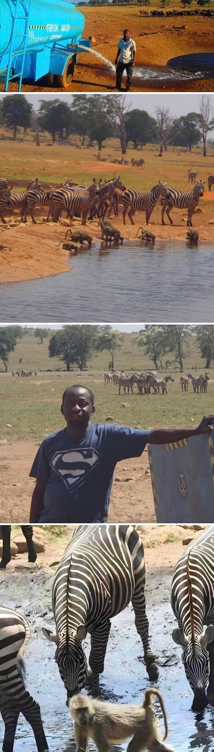 Amazing Photos of zebras and baboons drinking at a watering hole while a man stands near a water truck