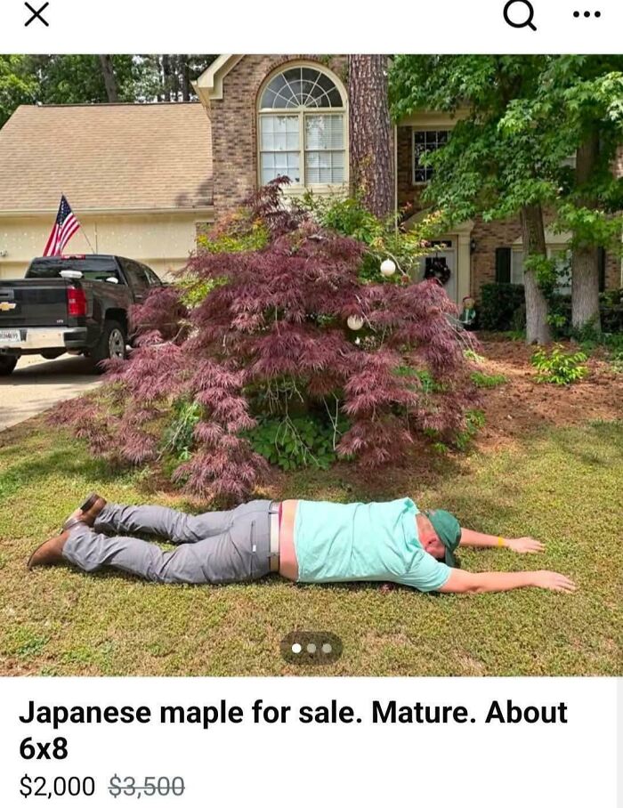 Man lying face down by a Japanese maple in yard for sale, funny unhinged listing to sell online