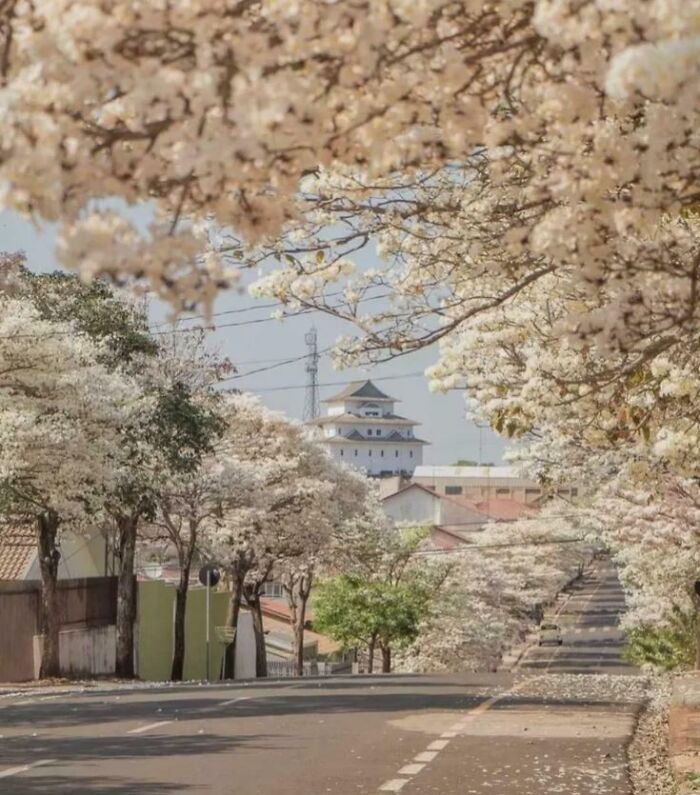 Amazing Photos: tree-lined street covered in white blossoms and petals, leading to a distant pagoda-like building.