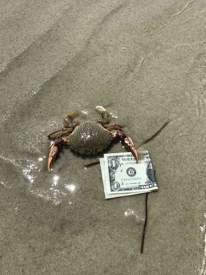 Crab holding a dollar bill on wet sand in a confusing picture funny for no clear reason at the beach.
