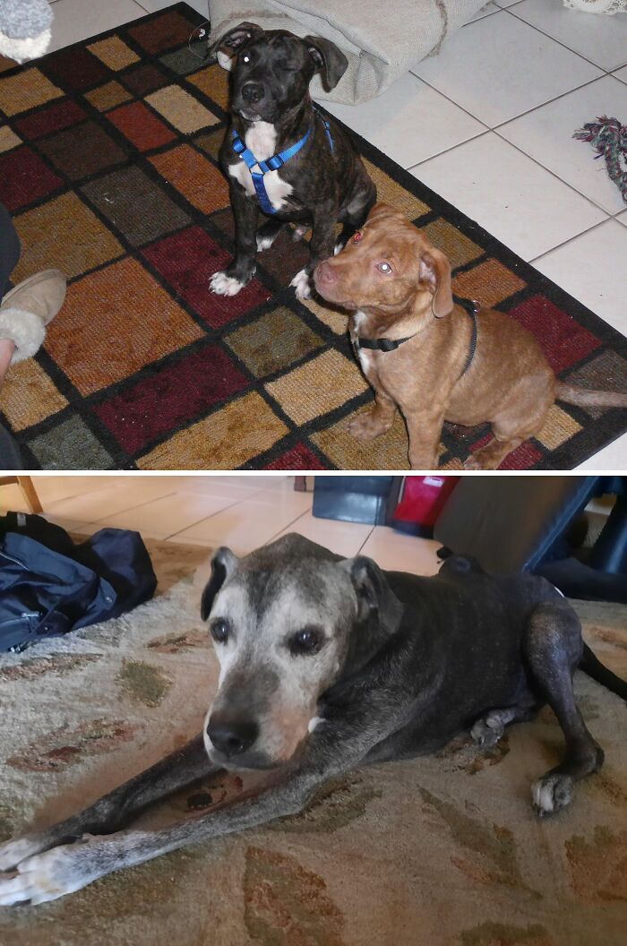 Wholesome photos of two puppies and the same dog older, side-by-side showing a pet life journey.