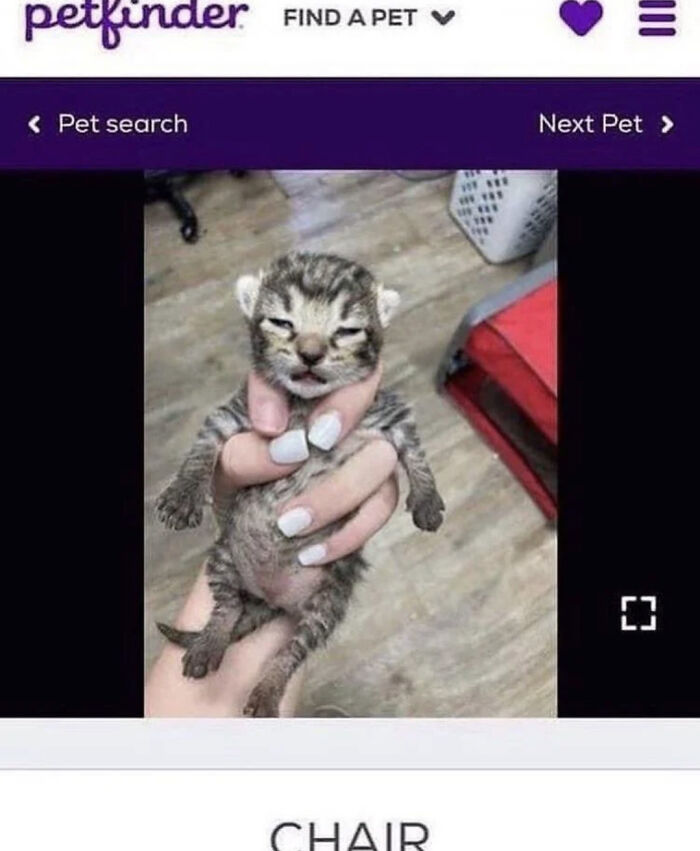 Tiny newborn tabby kitten held in hand on adoption listing, sleepy face - amusing pet names idea