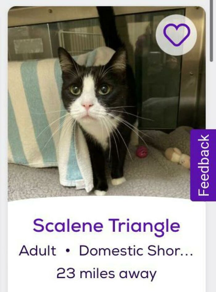 Tuxedo cat peeking from towel in a shelter kennel with adoption card Scalene Triangle, pet names inspiration
