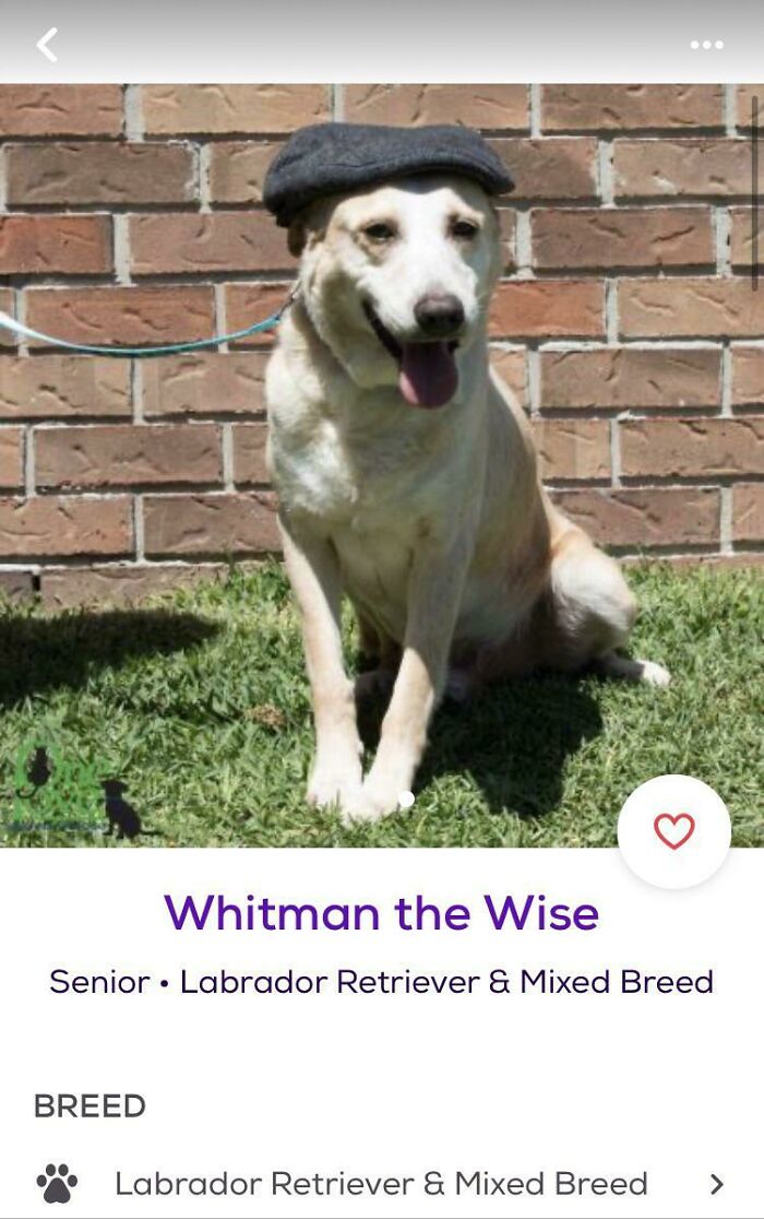 Senior Labrador mixed breed in a flat cap sitting on grass by a brick wall, playful pet names inspiration