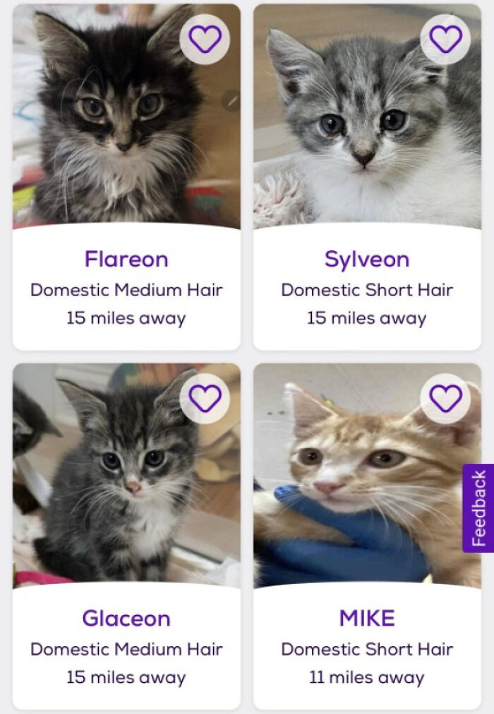 Four kitten adoption cards showing cute kittens with amusing pet names like Flareon, Sylveon, Glaceon and MIKE.