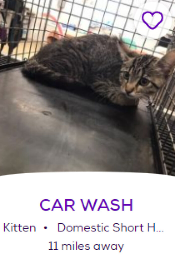 Tabby kitten crouched in a carrier cage with purple heart sticker, adoption listing photo for pet names article