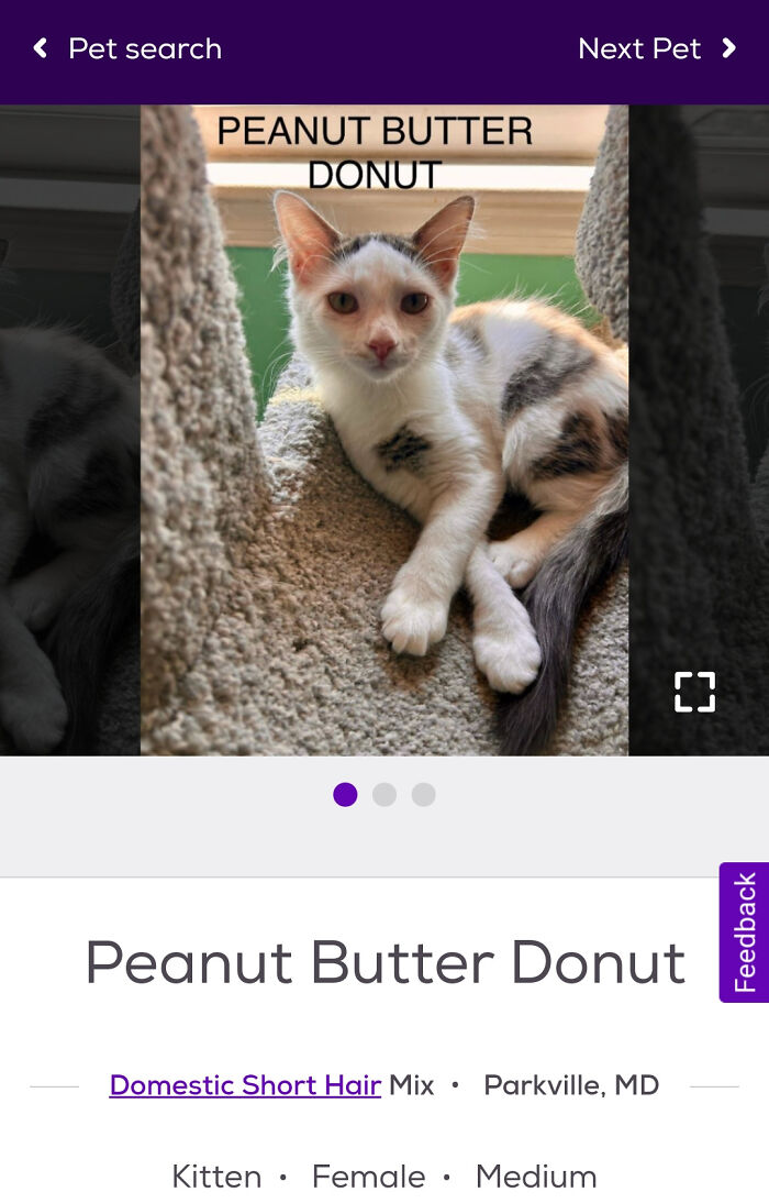 Calico kitten lounging on cat tree named Peanut Butter Donut, playful portrait for pet names
