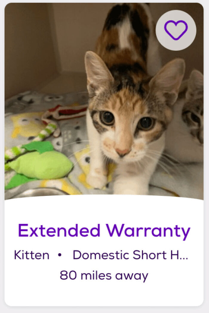 Calico kitten in shelter photo with toys, close-up face used for pet names feature